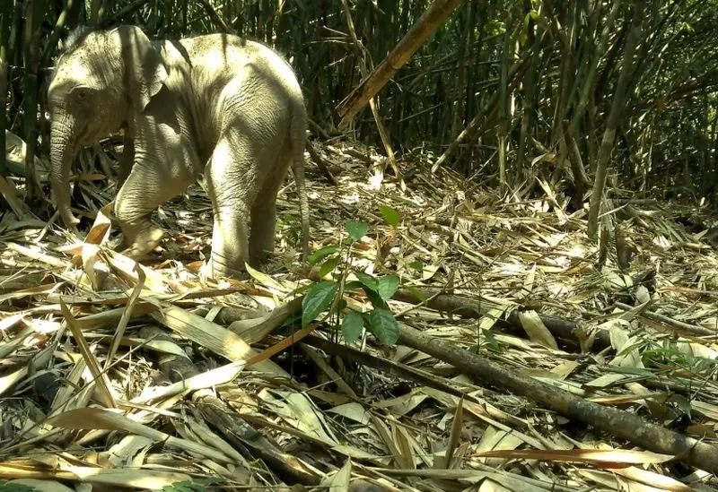 حویانات آسیایی