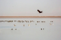 تصاویر؛ پرندگان مهاجر در تالاب مره قم