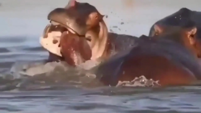 چهره خشن بقا؛ نوزادکشی در میان اسب‌های آبی