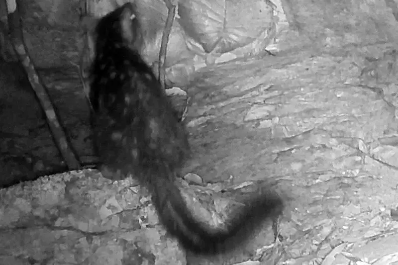 کوئول شمالی