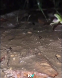 فرار باورنکردنی سوسک بمب‌افکن