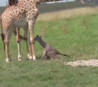 نخستین گام‌های لرزان یک بچه زرافه