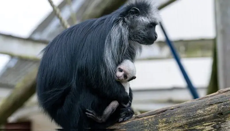 میمون کینگ کولوبوس