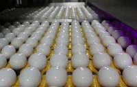 تخم‌مرغ ارزان شد؟!