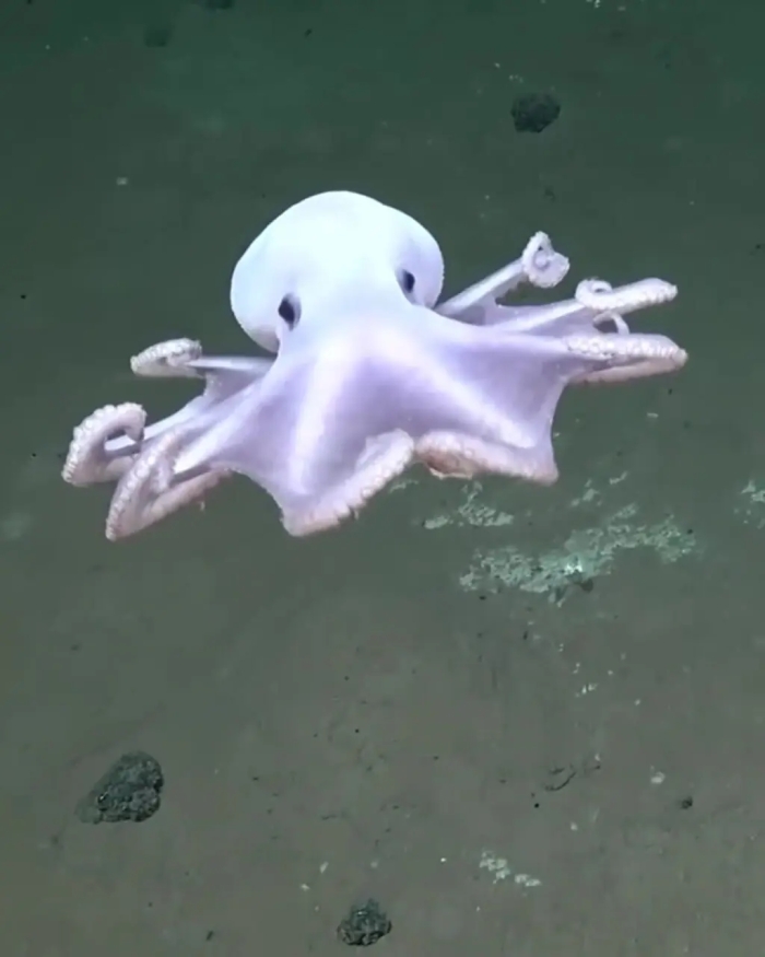 اختاپوس شبح‌وار با ظاهر شفاف و سفید