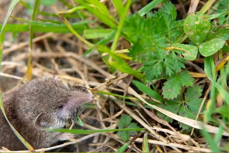 Crocidura stanleyi