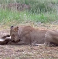 بازیگوشی تمام‌نشدنی توله‌شیر با مادرش پربازدید شد