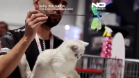 گردهمایی زیباترین گربه‌ها