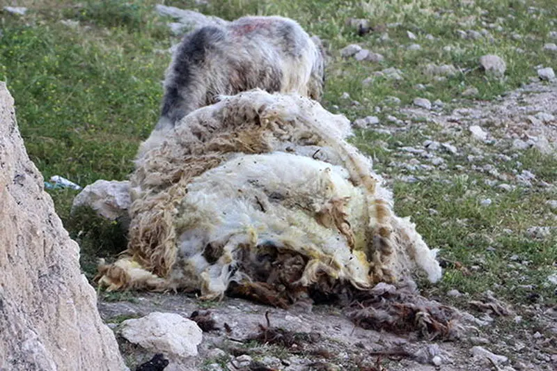 پشم چینی گوسفندان