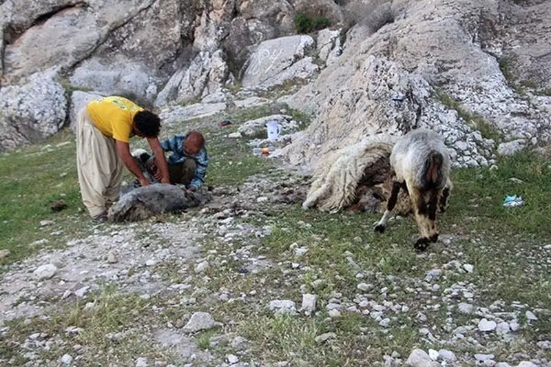 پشم چینی