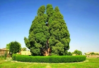 سرو ابرکوه 4 هزارساله؛ نماد کهنسالی طبیعت ایران فراتر از عمر 250 ساله آمریکا