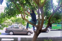 توت‌های خیابانی را نخورید!