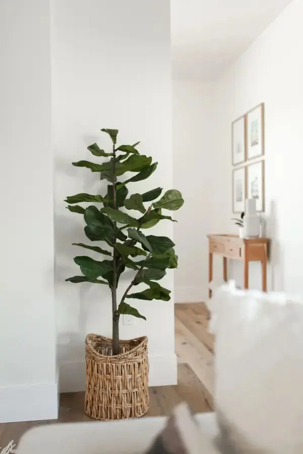 QVC-FAUX-FIDDLE-LEAF-FIG_11zon