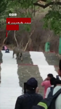 یک شیر کیف زائران را ربود