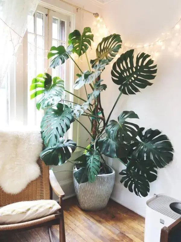 my-monstera-is-so-much-happier-on-his-moss-pole_11zon