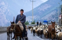 تصاویر؛ جاده چالوس در تسخیر گوسفندان