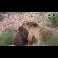 مشاهده  دو خرس قهوه‌ای در منطقه حفاظت‌شده قیصری