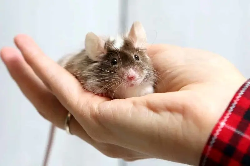 موش