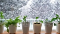 این گیاهان برای تصفیه هوای خانه عالی است